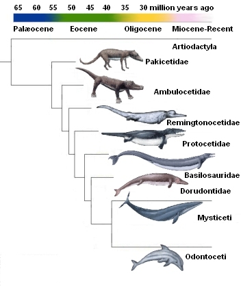 Evolution Of Dolphins Dolphin Way