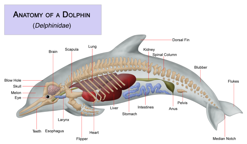 Dolphin Physiology - Dolphin Way
