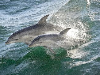 Jet Ski Dolphin