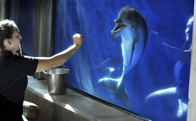US zoo's dolphins exhibit to end - Dolphin Way
