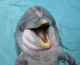 Dolphins come in just behind humans in brainpower - Dolphin Way