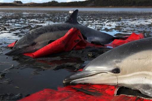 Dolphins Rabies Dolphin, seal deaths plague New England - Dolphin Way
