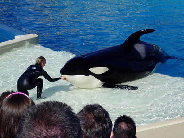 Killer Whales at SeaWorld Slaves? Case started this week. - Dolphin Way