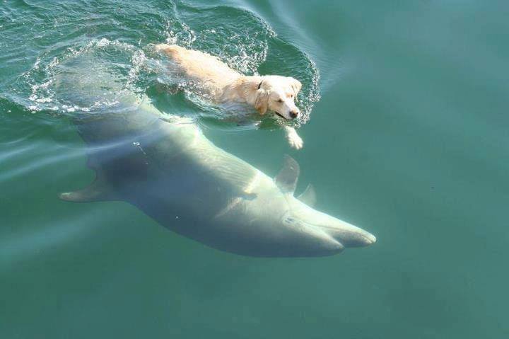 Are dolphins cleverer than dogs? - Dolphin Way